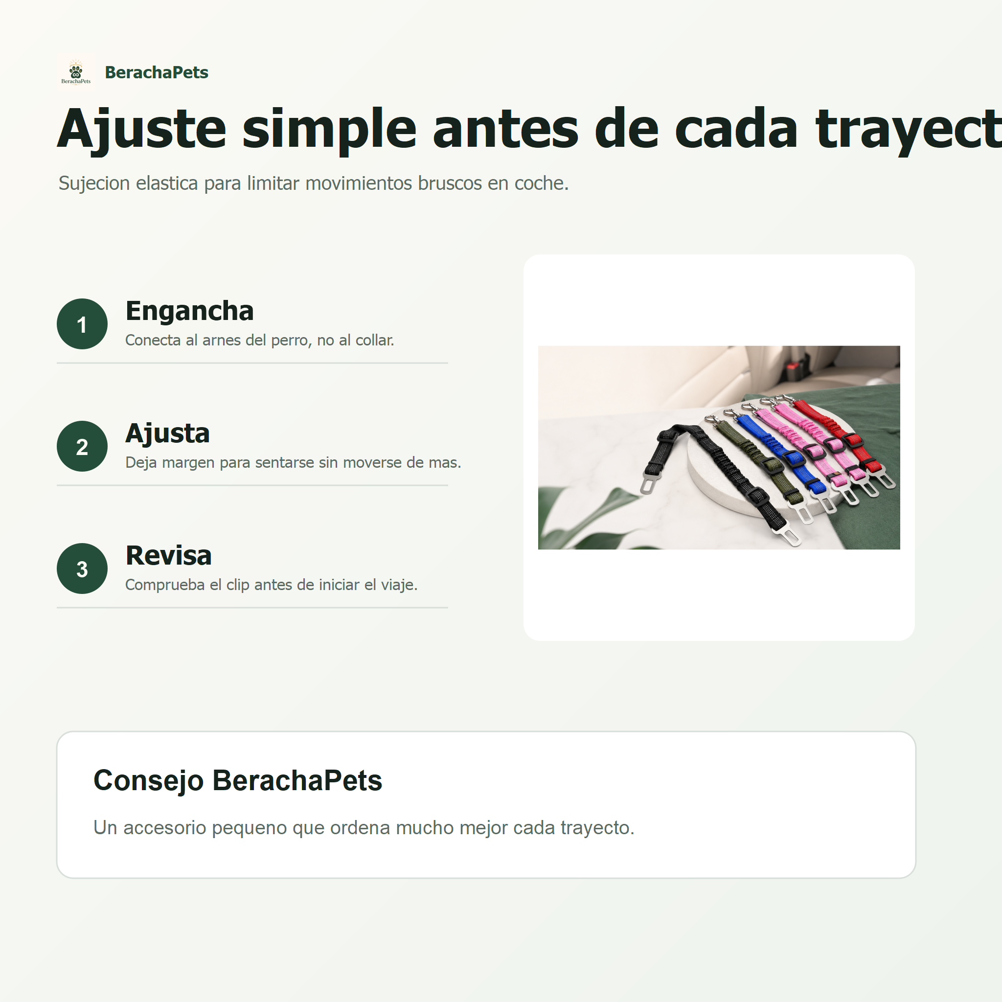 Cinturón elástico BerachaPets - infografia 2